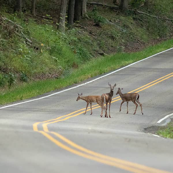 How to Handle Wildlife on the Road