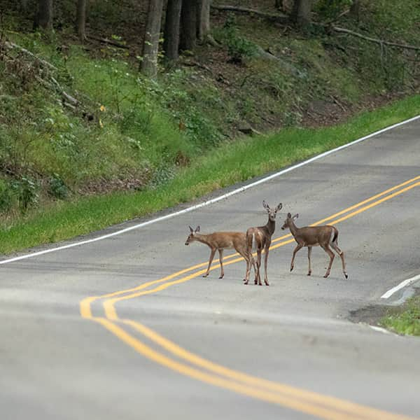 How to deal with animals on the road - Being observant and attentive while driving